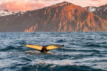 Humpback whale (Megaptera novaeangliae). Whale tail gliding beneath orange-lit sea. North Atlantic...