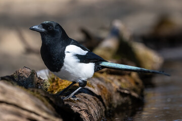 Eurasian magpie (Pica pica). Corvid standing alert on mossy branch. Forest stream edge in soft daylight. The bird's iridescent feathers shimmer with subtle green and blue hues.