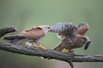 Common kestrel (Falco tinnunculus). Male approaches female offering fresh prey. Perched on a weathered branch in open grassland. Intimate hunting moment with vivid detail and soft background.