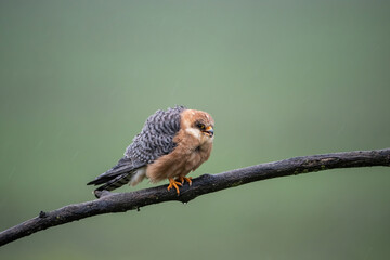 Red-footed falcon (Falco vespertinus). Juvenile sits quietly on damp branch in rain. Green meadow blurred behind in soft drizzle. Wet feathers and alert gaze evoke calm after storm.