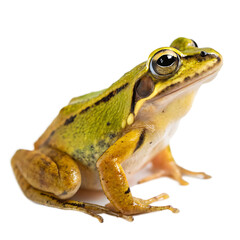 Fototapeta premium Single Golden Tree Frog Isolated on a Transparent Background