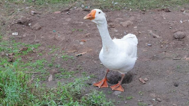 Big white goose to honk at the barnyard on a summer evening 4k video