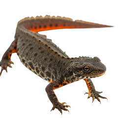 Naklejka premium Single Great Crested Newt Isolated on a Transparent Background