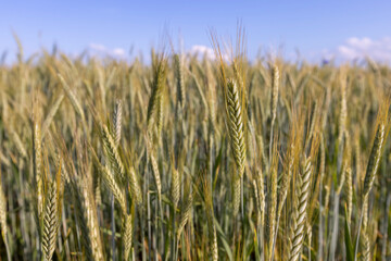 green cereals resistant to cold, a field with unripe ears of cereal plants in eastern Europe, a field against a blue sky