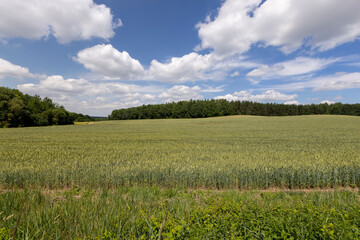 wheat in the field , grain wheat during ripening in the agricultural field , blue sky with clouds