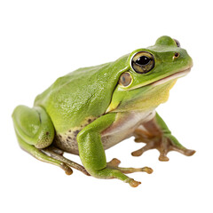 Obraz premium Single Green Tree Frog Isolated on a Transparent Background