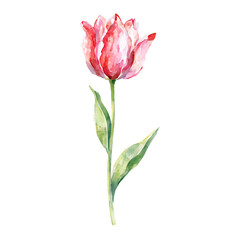 Graceful Pink Tulip Flower with Green Leaves Isolated Hand Drawn Watercolor Painting Illustration