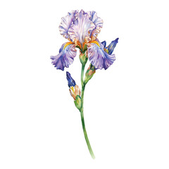 Detailed Iris Flower Blossom with Stem Isolated Hand Drawn Watercolor Painting Illustration