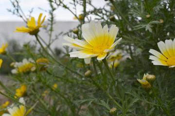 White Yellow Crown Daisy, Close-up of a white and yellow crown daisy flower, blooming in nature, Close-up shot of beautiful White yellow Crown Daisy flower (Chrysanthemum coronarium), Crown Daisy,