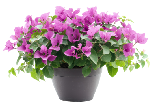 Vibrant purple bougainvillea blossoms in a dark grey pot against a black background showcasing lush on transparent background