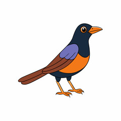 robin isolated on white background