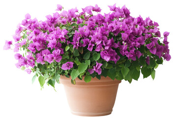 Vibrant purple bougainvillea blossoms in a terracotta pot a stunning floral display against a black on transparent background