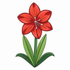 red lily flower