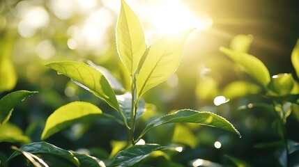 Obraz premium Green tea leaves illuminated by sunlight, with a blurred tea plantation background, depicting a natural and fresh agricultural scene.