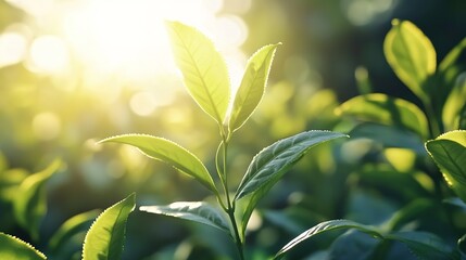 Obraz premium Green tea leaves illuminated by sunlight, with a blurred tea plantation background, depicting a natural and fresh agricultural scene.