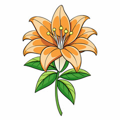 orange lily flower