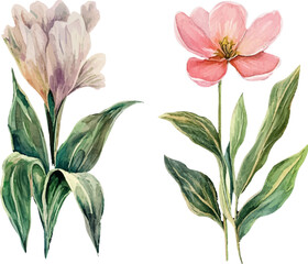 vector illustration of a flower