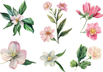 Fototapeta premium set of watercolor flowers