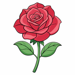 red rose isolated on white background