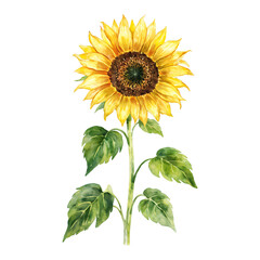 Fototapeta premium Watercolor Sunflower with Green Leaves Isolated Hand Drawn Watercolor Painting Illustration