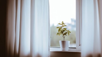 A small potted plant sits on a window sill by curtains