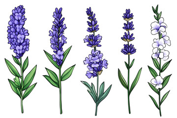 Illustration Lavender Flowers Purple Blooms Floral Transparent Background