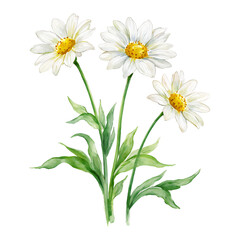 Three White Daisy Flowers with Green Leaves Isolated Hand Drawn Watercolor Painting Illustration