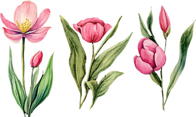 bouquet of pink tulips