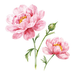 Fototapeta premium Beautiful Pink Peony Flowers Bloom with Bud Isolated Hand Drawn Watercolor Painting Illustration