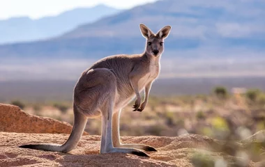 Fototapete A kangaroo standing on a rocky terrain looking at the camera © Oualid
