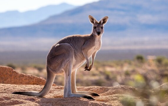 A kangaroo standing on a rocky terrain looking at the camera