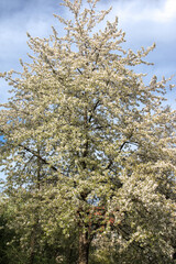 white cherry blossoms in spring in April in the city