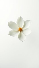 Obraz premium Elegant white magnolia blossom isolated on white background, peaceful, fragrant