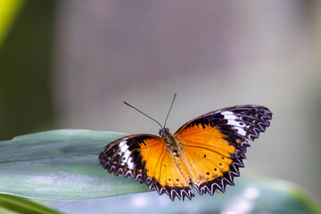 Tiger butterfly on a flower 
