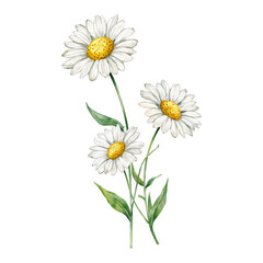Beautiful Daisy Flowers with Green Leaves Isolated Hand Drawn Watercolor Painting Illustration
