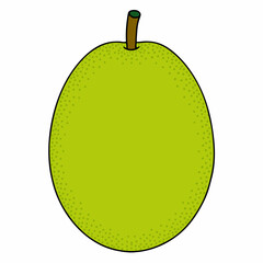 vector illustration of a pear