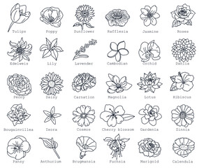 30 set of flowers background transparent. vector illustration flowers and their flower names style line icons: tulip, poppy, sunflower, rafflesia, jasmine, roses, edelweiss, lily, lavender, gardenia