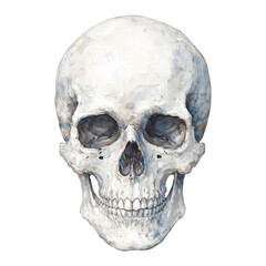 Obraz premium Detailed Skull Head Full Body Anatomical Structure Isolated Hand Drawn Watercolor Painting Illustration