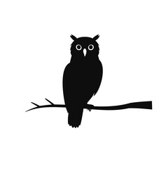 owl on branch