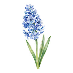 Obraz premium Blue Hyacinth Flower Isolated Close Up Isolated Hand Drawn Watercolor Painting Illustration