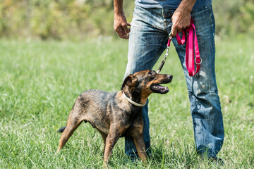 Rescued dog on the meadow during obedience and socialization training. Dog are also photographed in purpose of adoption