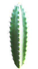 Naklejka premium Isolated Cactus on Black Background a Realistic Illustration with Green Color and Sharp Details