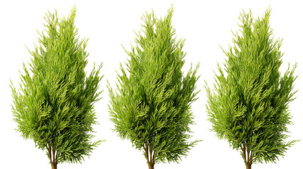 Three lemon cypress trees growing on transparent background