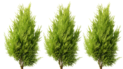 Three lemon cypress trees growing on transparent background