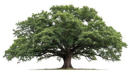 Majestic green oak tree standing tall with transparent background