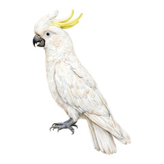 Cockatoo Bird Full Body Yellow Feather Crest Isolated Hand Drawn Watercolor Painting Illustration