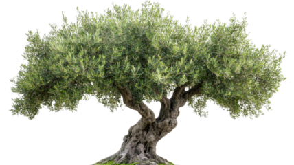 Majestic olive tree standing tall with transparent background