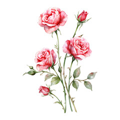 Delicate Roses Flower Bouquet with Green Leaves Isolated Hand Drawn Watercolor Painting Illustration © Reytr