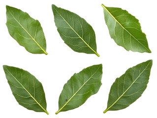 Obraz premium Isolated Green Bay Leaves Illustration on Transparent Background