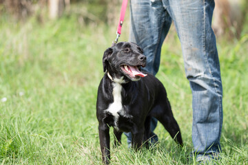Rescued dog on the meadow during obedience and socialization training. Dog are also photographed in purpose of adoption